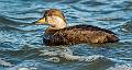image by Kirms Photography Black Scoter-2